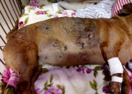 Idoso é autuado após pitbulls atacarem mulher e matarem cadela com mordidas