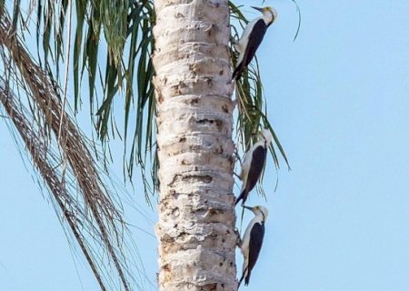 Família de 5 pica-paus-brancos é flagrada enfileirada em tronco de coqueiro em MS