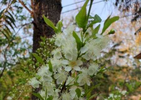 Antes da fruta da guavira nascer, as flores encantam e colorem de branco a vegetação do cerrado