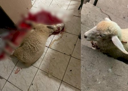 Crueldade: turistas matam ovelha de estimação de criança em pesqueiro de MS
