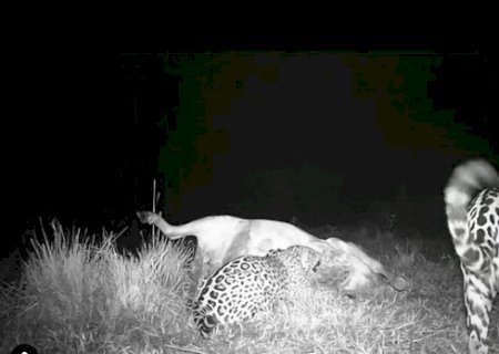 Onças degustam vaca como refeição do jantar no Pantanal de MS