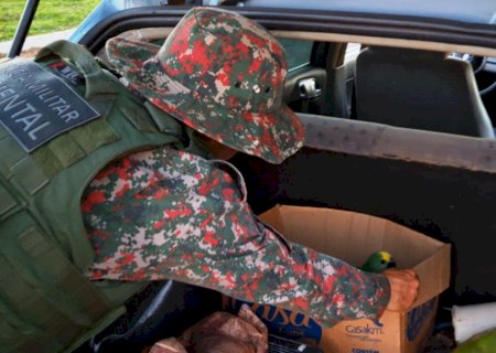 Polícia Militar Ambiental de Naviraí prende e autua paranaense em R$ 10 mil transportando filhotes de papagaios