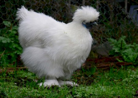Galinha Sedosa: conheça a raça mais ‘fofa’ do mundo
