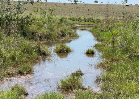 Angélica - PMA de Batayporã autua infrator em R$ 200 mil por manter 100 bovinos em área protegida de reserva legal coletiva de assentamento