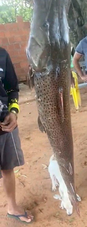 PMA de Naviraí autua infrator por exibição em redes sociais de peixe capturado ilegalmente.