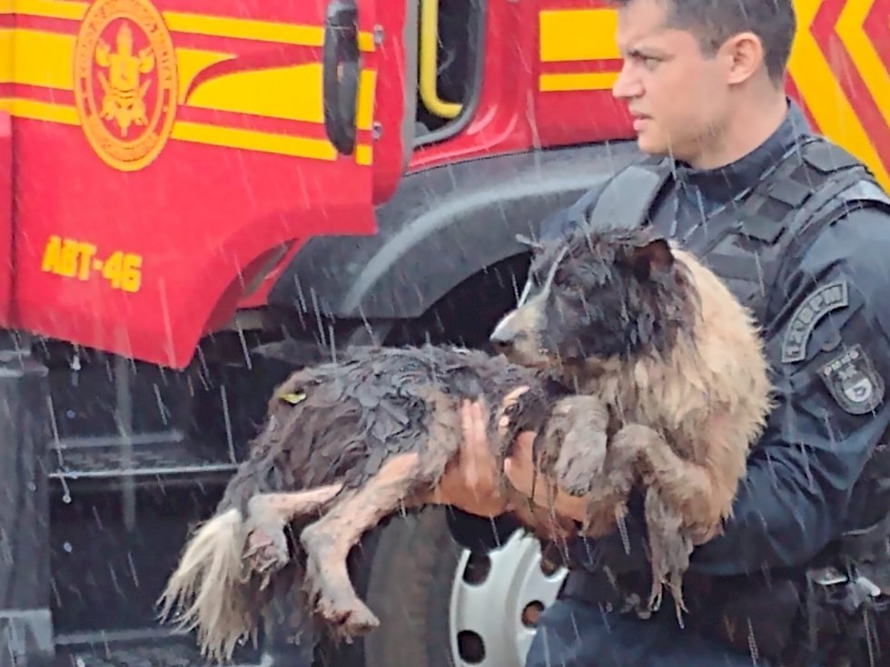 Policial Militar resgata dois cachorros de casa em chamas.