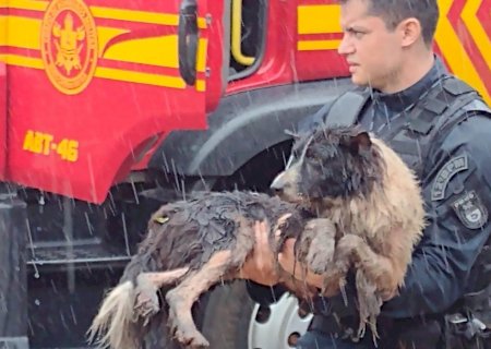 Policial Militar resgata dois cachorros de casa em chamas.