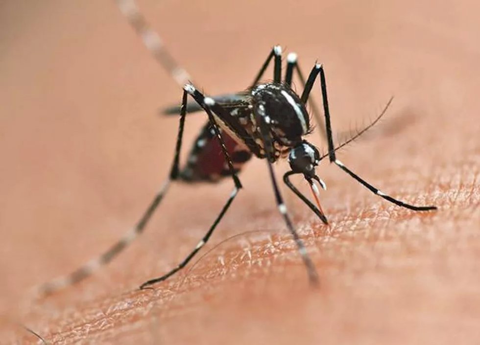 MS confirma terceira morte por dengue em 2022; saiba o que fazer para evitar contaminação