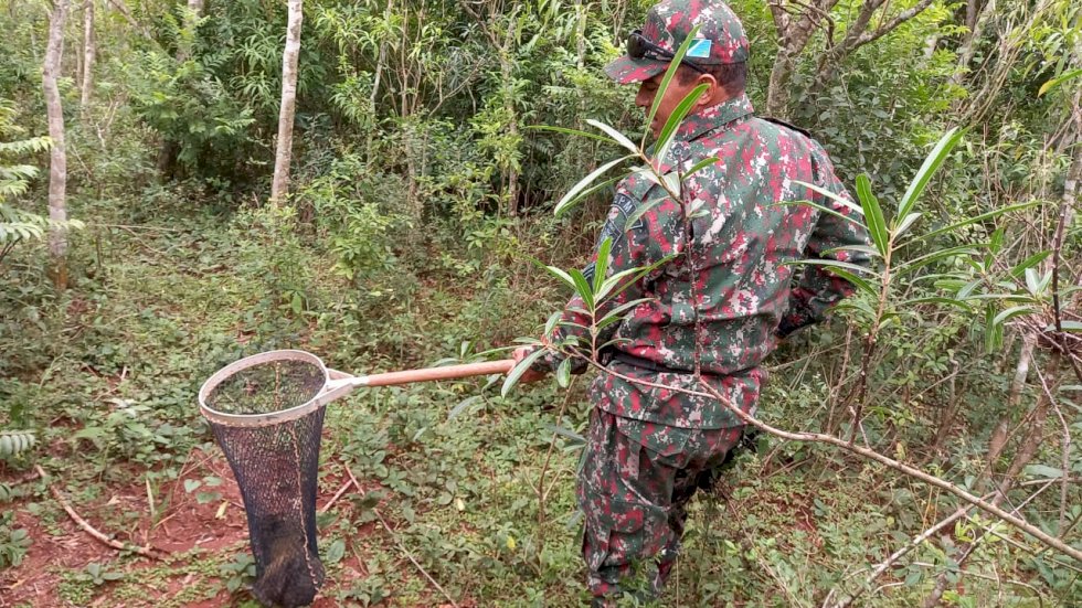 Angelica-PMA de Batayporã captura cutia em residência na cidade e a solta em seu habitat.