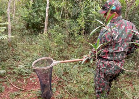 Angelica-PMA de Batayporã captura cutia em residência na cidade e a solta em seu habitat.