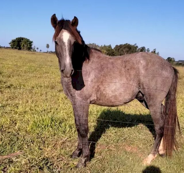 Bêbado, empresário compra cavalo em leilão e só descobre no outro dia .