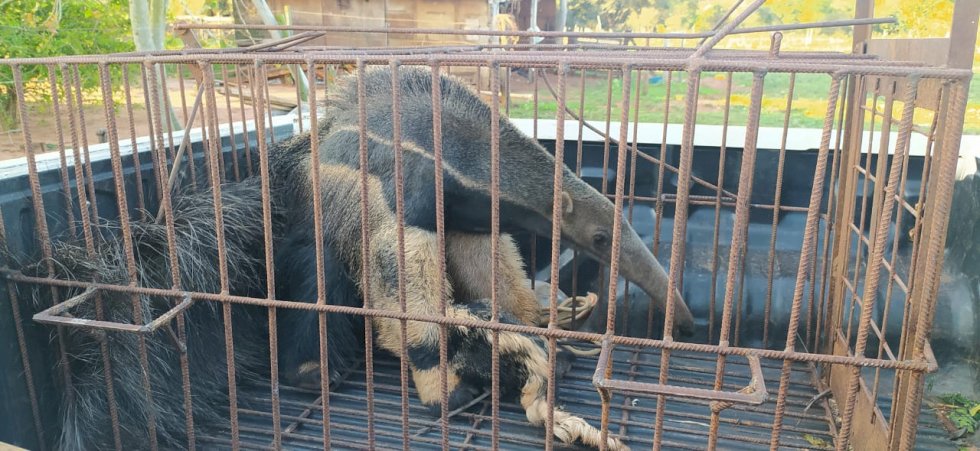 Polícia Militar Ambiental de Naviraí resgata tamanduás-bandeiras, sendo mãe doente com suspeitas iniciais de possível intoxicação por veneno para formigas com filhote no dorso.