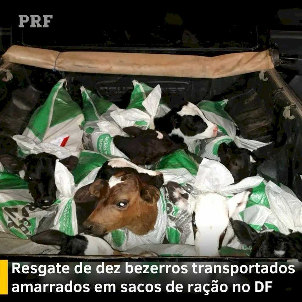 PRF apreende bezerros transportados em sacos dentro de traseira de caminhonete.