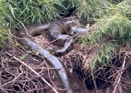 Angélica - Guia turístico flagra sucuri 'gigante' tomando banho de sol no Rio Ivinhema.