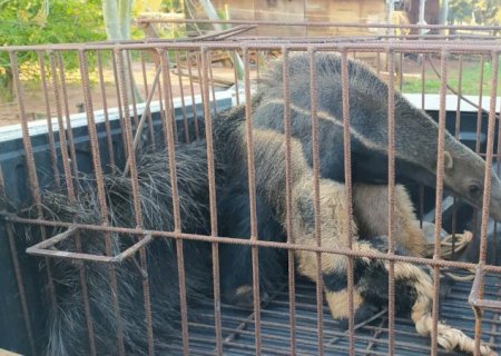 Polícia Militar Ambiental de Naviraí resgata tamanduás-bandeiras, sendo mãe doente com suspeitas iniciais de possível intoxicação por veneno para formigas com filhote no dorso.