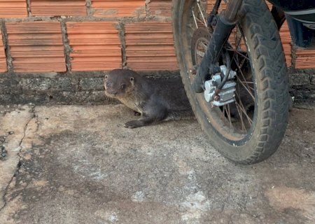 Polícia Militar Ambiental de Batayporã captura e faz soltura de uma lontra encontrada pelas ruas da cidade de Taquarussu