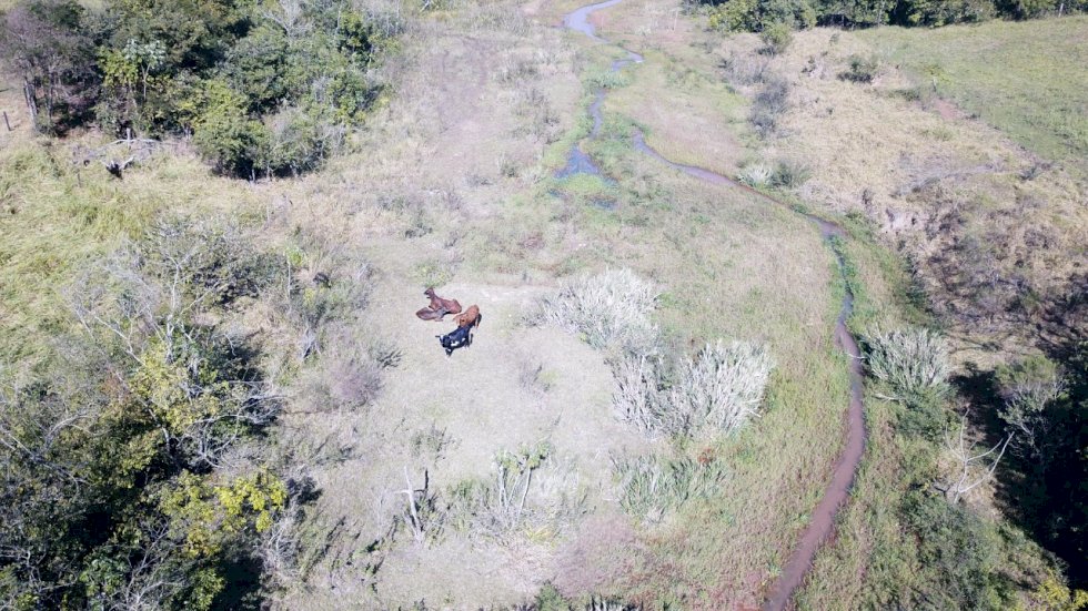 Novo Horizonte do Sul - P M A de Bataypoã autua dono de sítio em R$ 5 mil por manter gado degradando área protegida de matas ciliares de córrego.