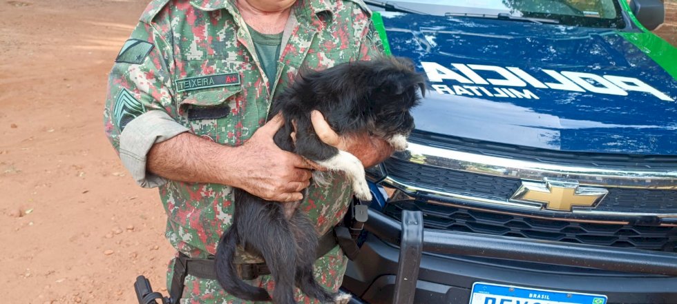 Polícia Militar Ambiental de Batayporã captura cachorros que possivelmente fugiram de residência e procura tutor
