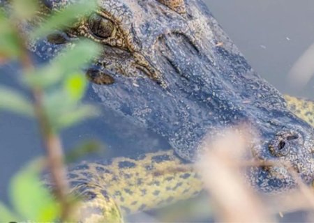 Sucuri comete ‘erro de matemática’ e vira lanche de jacaré em Mato Grosso do Sul