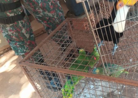 PMA de Batayporã autua mulher de 57 anos em R$ 15,5 mil por manter três papagaios e um tucano ilegalmente em cativeiro.