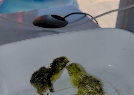 Codornas nascem em prateleira de mercado e surpreendem gerente