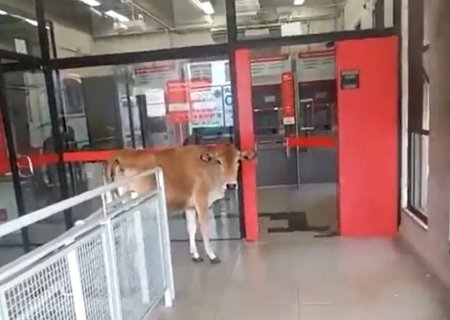 Moradores flagram vaca tentando entrar em agência bancária no interior de SP: 'Foi sacar o décimo terceiro'