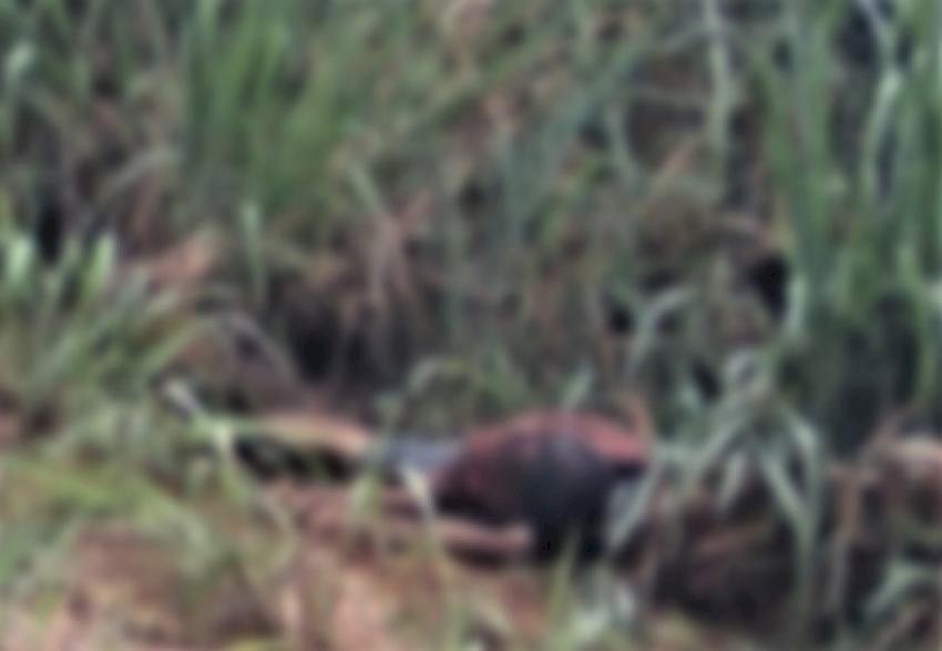 Homem é encontrado morto com ferimentos de faca no pescoço as margens da BR-163