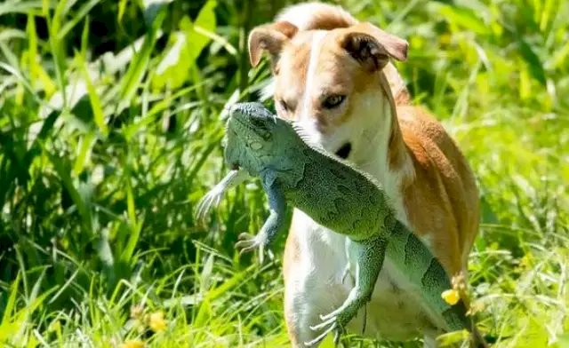 Imagem curiosa de cachorro com iguana na boca viraliza na internet.