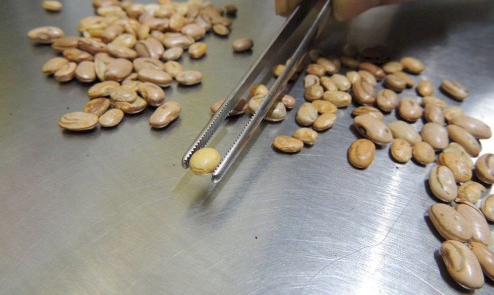 Fiscais apreendem arroz, feijão, café e azeite com irregularidades.