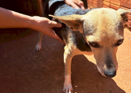 Angélica - Belinha volta para casa após ser levada pela Polícia Civil para um abrigo após denuncia de maus tratos.