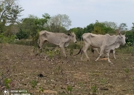 PMA autua proprietário rural em R$ 226.500,00 por maus-tratos a animais.