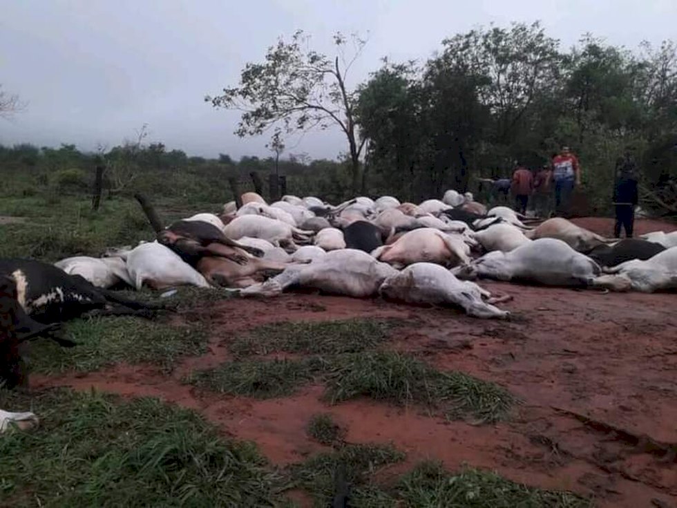 Raio mata 80 bois e dois cavalos em fazenda na fronteira com MS .