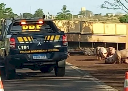 Caminhão carregado de porcos tomba em acidente na BR-376 entre Dourados e Fátima do Sul