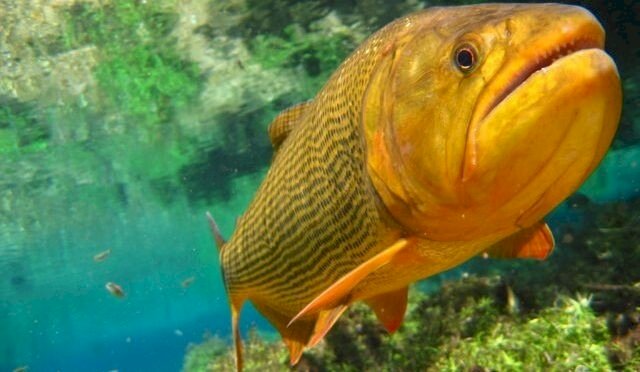 Piracema \'segura\' pesca de dourado mesmo com fim da proibição