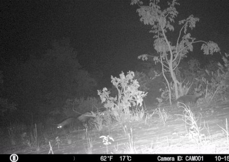 Suzano faz registro raro de grupo de cachorros-vinagre em área florestal de Mato Grosso do Sul