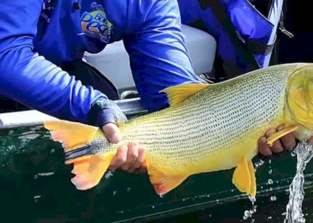 Deputados pedem estudo antes de votarem proibição polêmica da pesca do dourado
