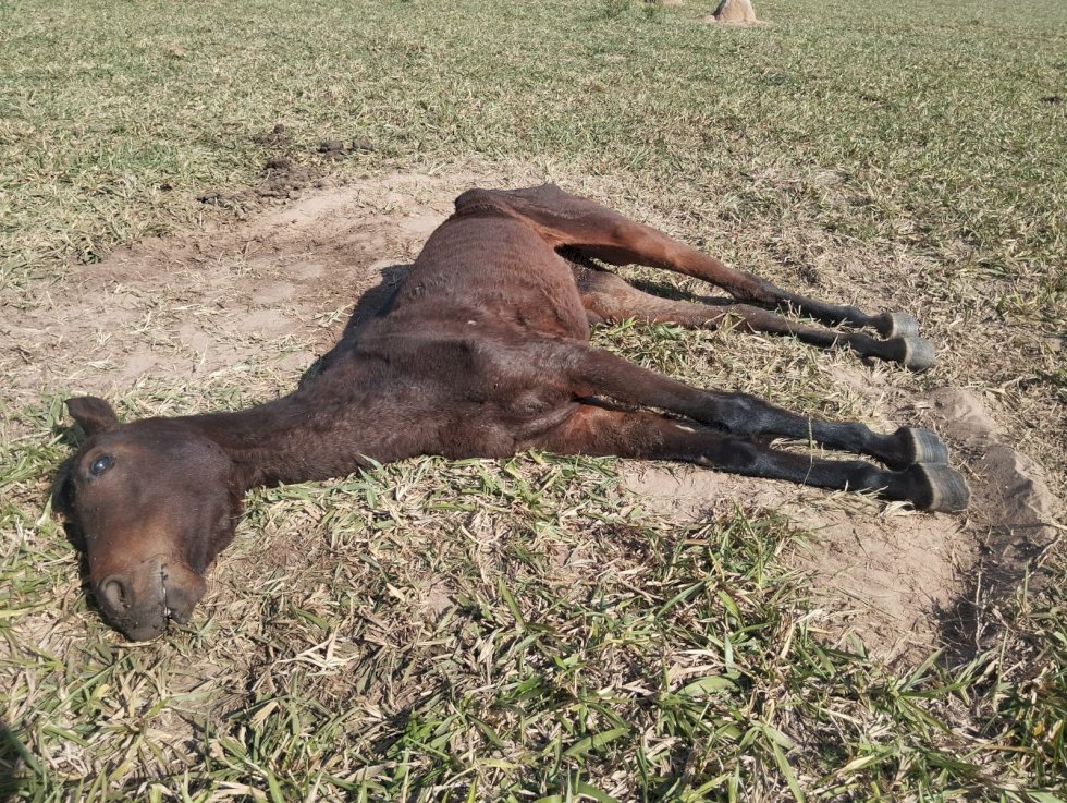 PMA autua em 3 mil reais, homem de 67 anos por maus tratos de animal