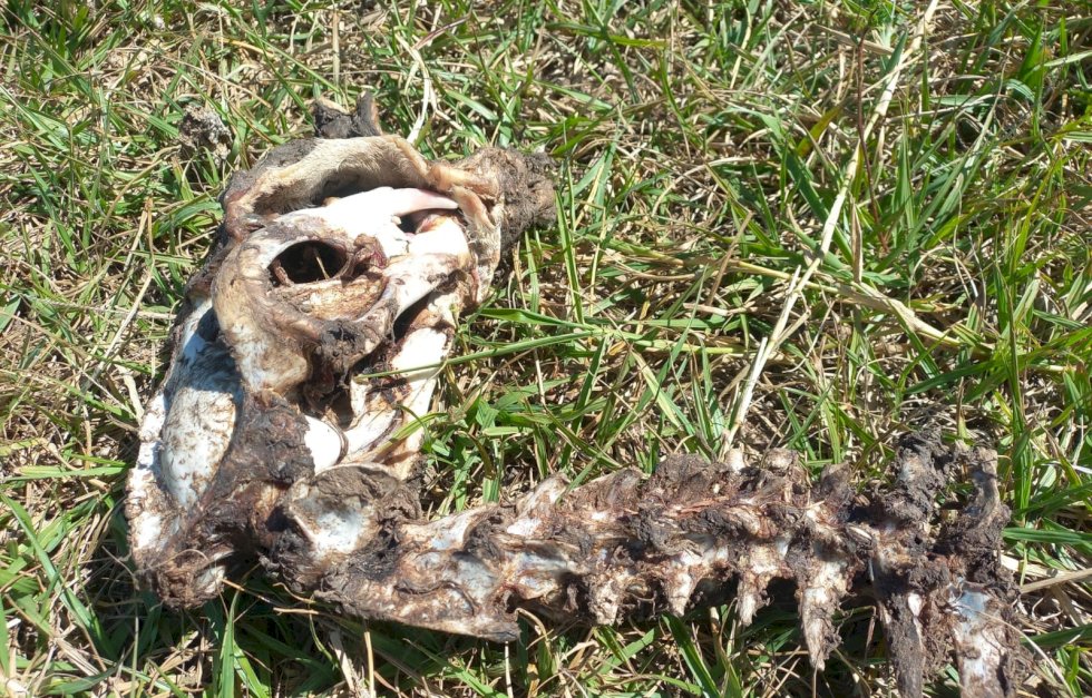 Homens são presos por caça à onça-parda e posse e porte ilegal de arma de fogo