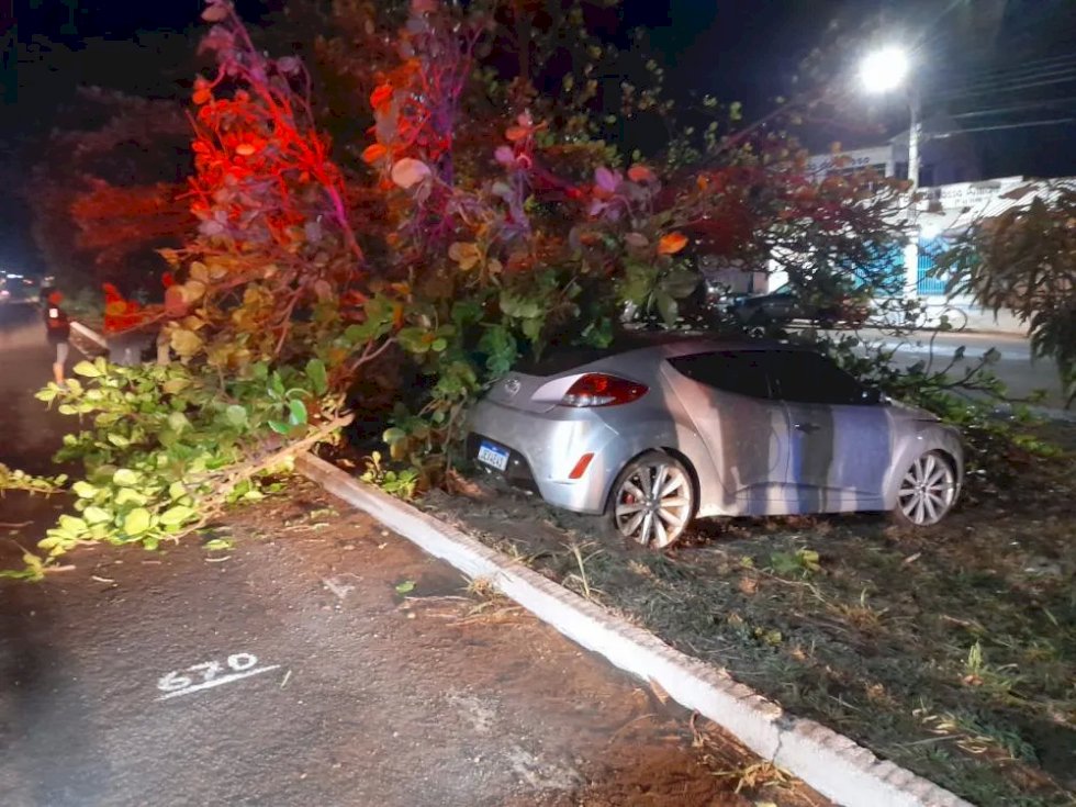 Motorista perde o controle e atinge árvore na BR-267