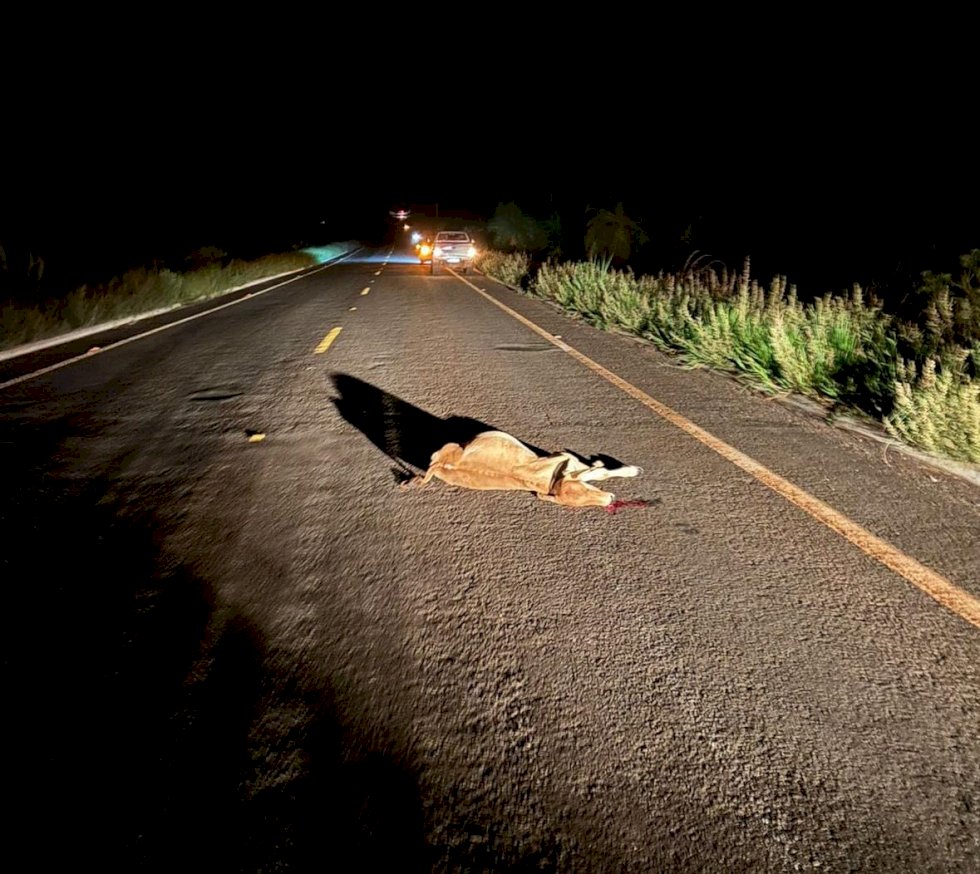 Angélica - Animais solto na pista provoca acidente