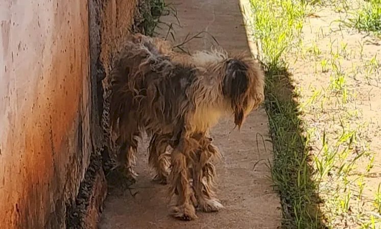 Cachorro em estado cadavérico: tutor é investigado por maus-tratos qualificado
