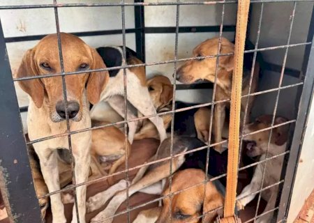 Angélica- Polícia Civil prende homem por maus-tratos contra cachorros