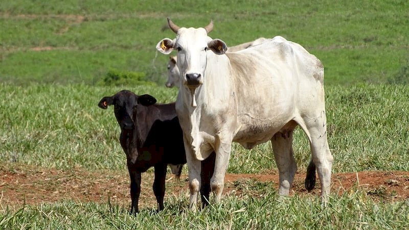 JBS ajudou a regularizar 15 mil propriedades rurais em 4 anos