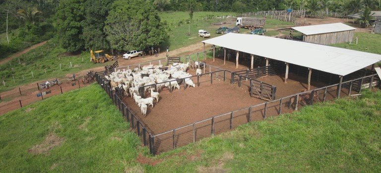 Mega operação do Ibama apreende mais de 1.200 bovinos no Pará