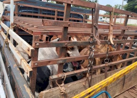 Nova Andradina - PMA autua homem por maus-tratos a animais e porte ilegal de arma