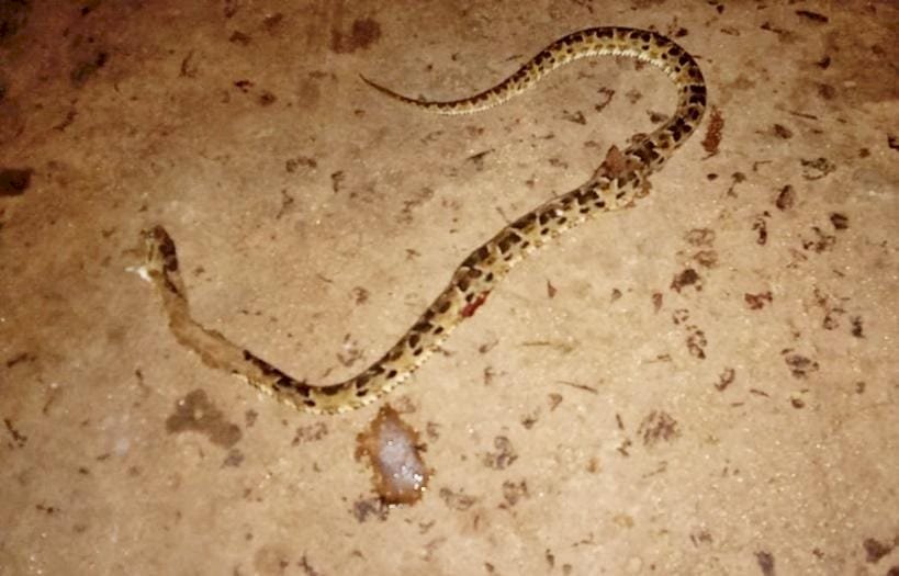 Menino de 4 anos é picado por cobra no Pantanal e resgatado por avião