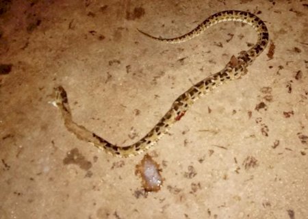 Menino de 4 anos é picado por cobra no Pantanal e resgatado por avião