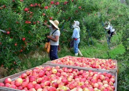 Agronegócio emprega 26,2% dos trabalhadores do país