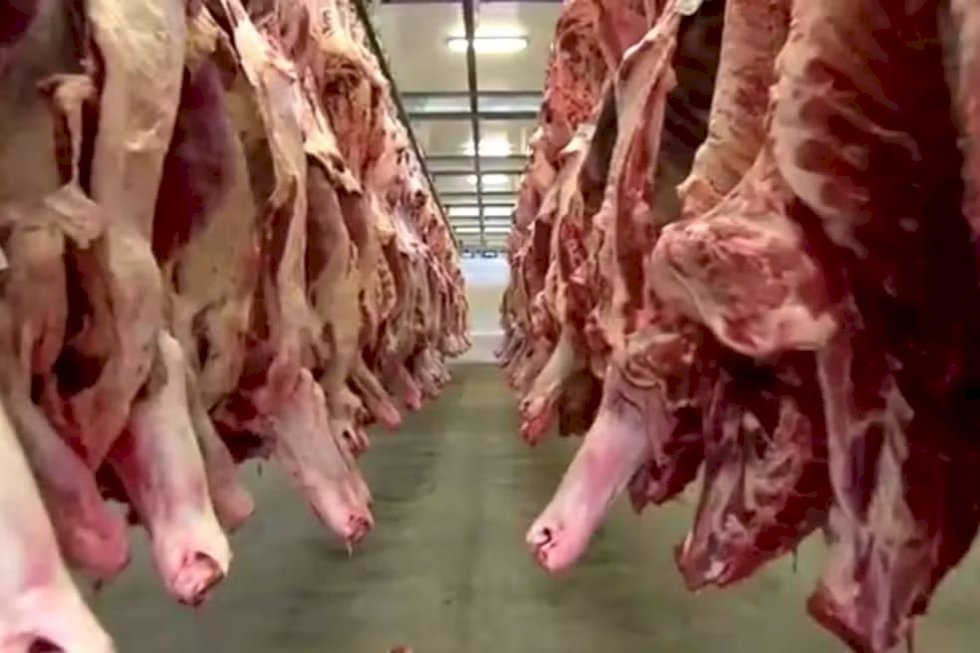 Mato Grosso do Sul mira Chile e Egito como mercados alternativos para carne bovina após suspensão de exportações aos EUA