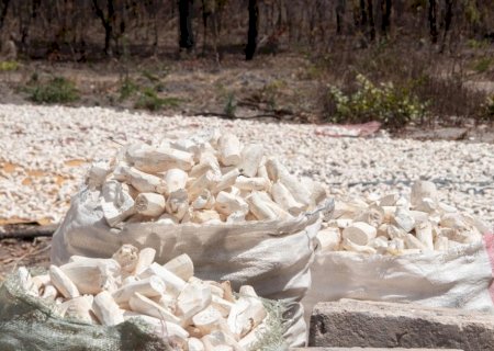 Produtores de mandioca poderão vender fécula e farinha para o governo federal